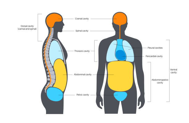 ilustrações, clipart, desenhos animados e ícones de cartaz de cavidades corporais - thoracic vertebrae