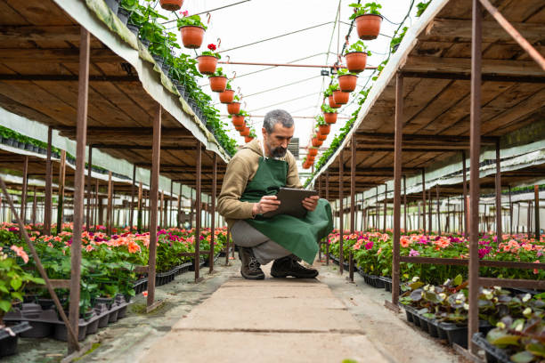 istock Gardener working in greenhouse. Smart farming. 1491105152