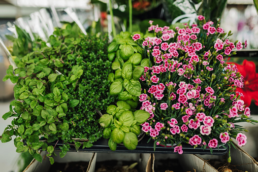 Fresh plants and herbs at a flower market.