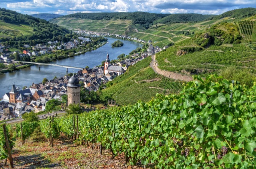 Vineyards surround the town of Zell.