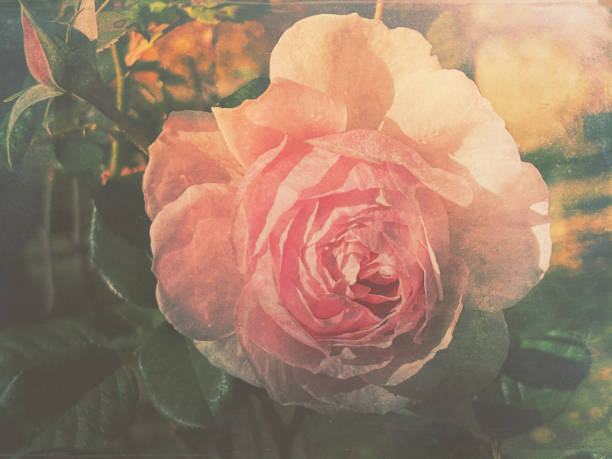 My original horizontal closeup photo of a rosebud and a pink rose growing on a bush in an organic cottage garden has been transformed using a Mextures app filter to give a retro vintage feel to the image. Armidale, New England high country, NSW.