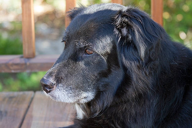 istock Old, Graying, Sedentary Dog 149110664