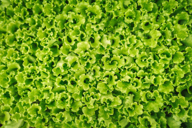 vue rapprochée de la letuce fraîche - leaf vegetable radicchio green lettuce photos et images de collection