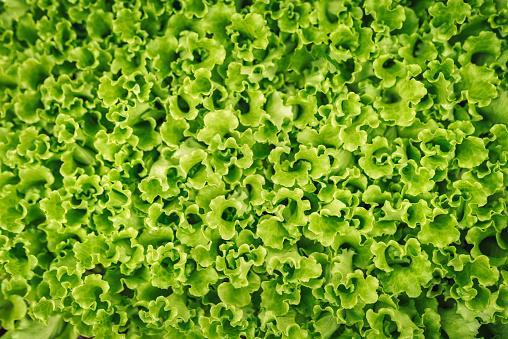 Close up view of fresh salad seedlings