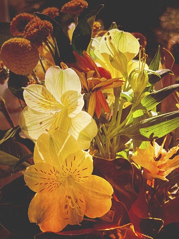 My original vertical closeup photo of a variety of yellow, cream and orange coloured flowers in a bouquet has been transformed using a Mextures app filter to give a retro vintage feel to the image. Armidale, New England high country, NSW.