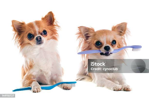 Chihuahuas と歯ブラシ - 歯ブラシのストックフォトや画像を多数ご用意 - 歯ブラシ, 犬, 2匹