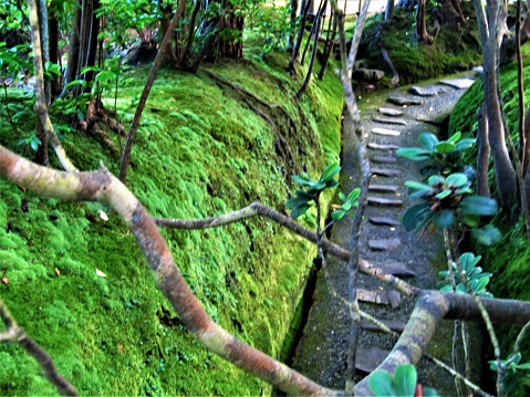 Footpath in a ravine covered with moss.