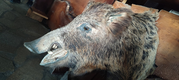 Profile of a magnificently preserved head of a wild boar showcasing intricate details of its rugged snout, fierce tusks, and expressive eyes. This trop is a testament to the beauty of wildlife
