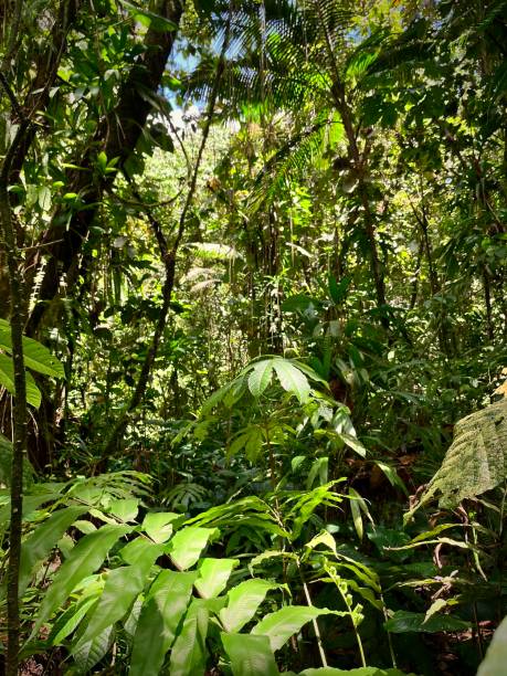 istock Natural environnement in rainforest 1491111410