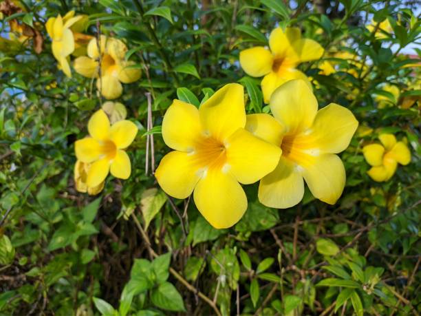 istock Allamanda cathartica flower in the morning 1491111773