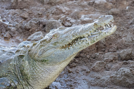 Female American Crocodile on riverbank of Tarcoles River, Costa Rica