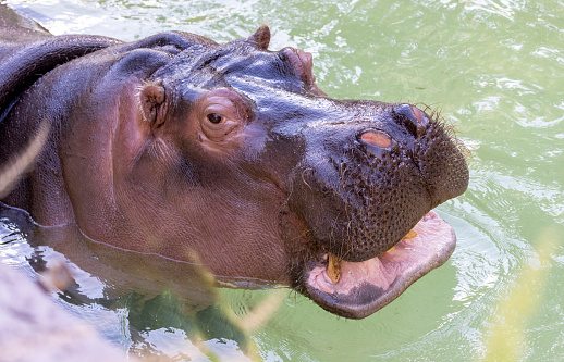 A hippopotamus in the water looking at you can be a formidable sight. Hippos are large, semi-aquatic mammals that spend much of their time in rivers, lakes, and other bodies of water. They have a distinctive appearance, with a barrel-shaped body, short legs, and a massive head with large, protruding teeth. \n\nIts eyes may be fixed on you, watching your every move with a wary gaze. Hippos are known to be territorial and can be quite aggressive if they feel threatened, so it's important to maintain a safe distance.\n\nIf the hippopotamus decides to emerge from the water, you might see its massive body in all its glory. It can weigh up to several thousand pounds and can move surprisingly quickly despite its size. Its skin may appear gray or brown and can be quite thick and tough, providing a layer of protection against predators and other threats.\n\nOverall, encountering a hippopotamus in the water can be an awe-inspiring experience, showcasing the beauty and power of nature's most fascinating creatures.