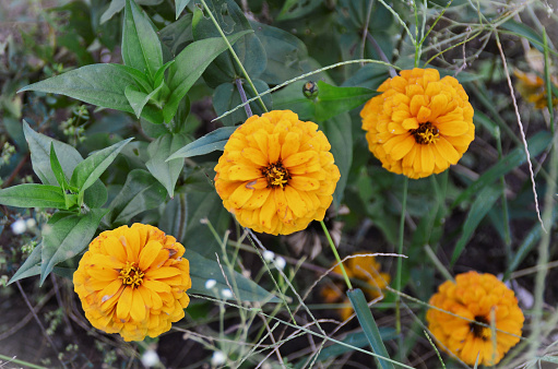 The Zinnia flower of orange color in the field