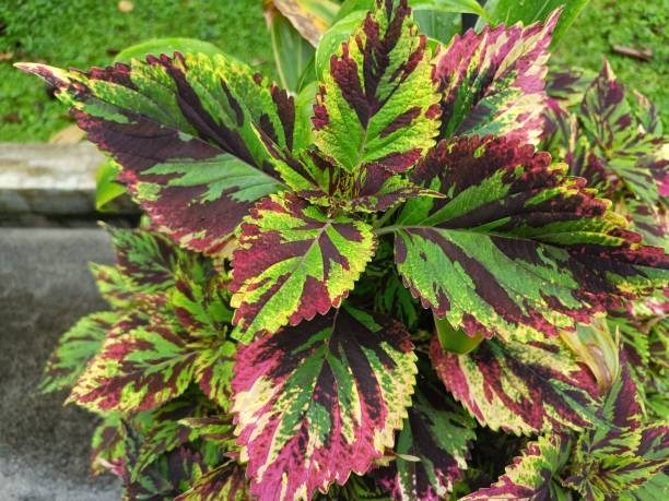istock Coleous plant growing in the pot 1491112674