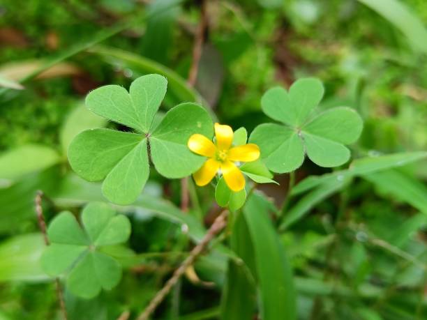 istock yellow flower of four leaf clover blossom 1491113423