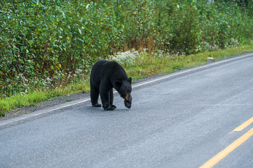 Black bear on highway in Stewart, BC.