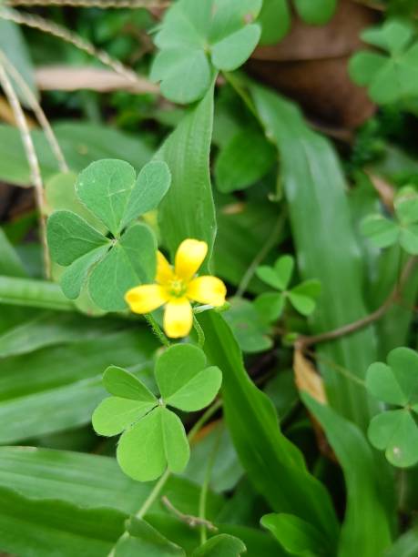 istock yellow flower of four leaf clover blossom 1491116298