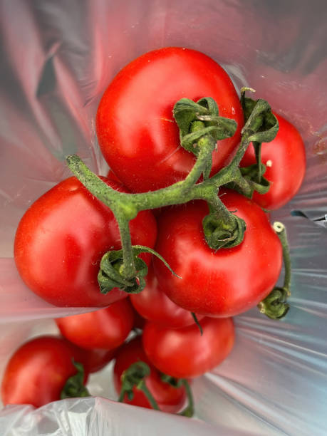 istock Fresh, ripe vine-ripened red tomatoes in a plastic bag 1491117964
