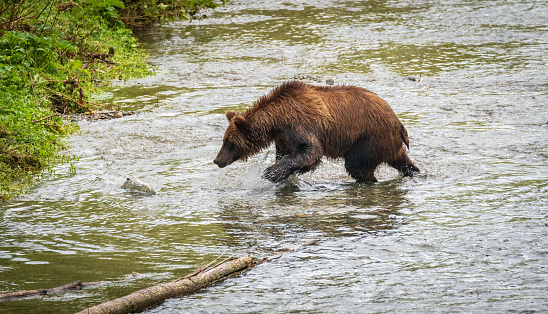 Taken in the fall during the Sockeye Run and the Grizzlies are scavenging for Salmon on the shores of the Chilko river in British Columbia.