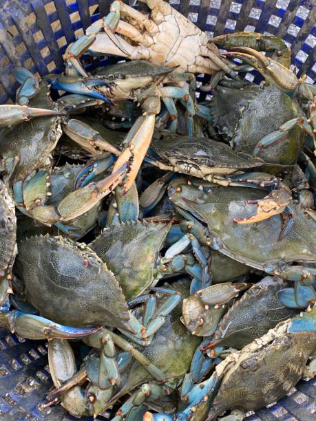 istock Shrimp basket filled with live heavy male blue crabs 1491118292