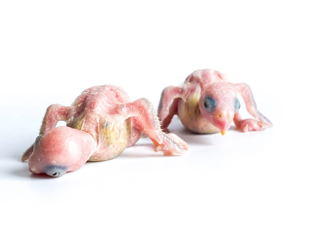 istock New born Forpus parrot bird on the white background 1491118622
