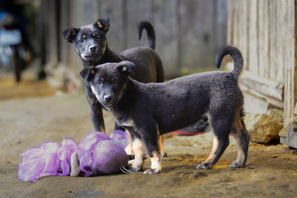 istock Dogs in the Northwest Highlands, Vietnam 1491120014