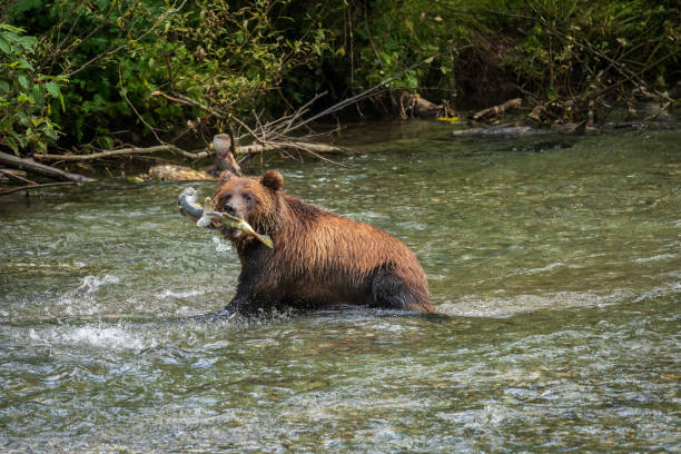 istock Grizzly Bear Catching Salmon 1491120410