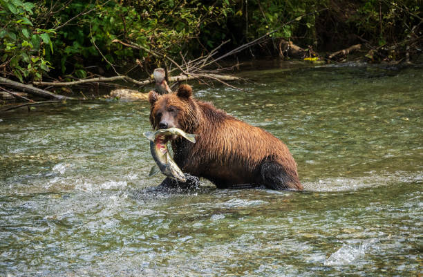 istock Grizzly Bear Catching Salmon 1491120458