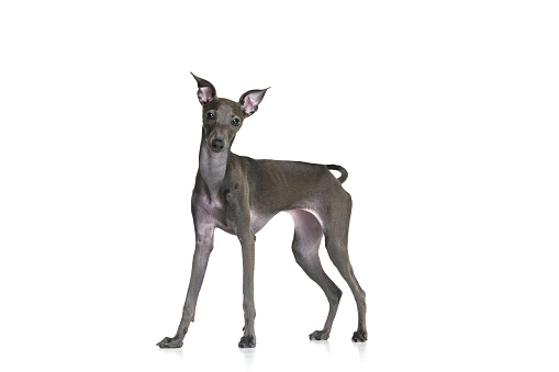 Portrait with Italian greyhound with brown fur posing with clever face isolated over white studio background. Pet looks healthy and happy. Friend, love, care, animal health, ad concept