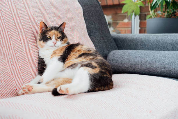 istock Lazy multicolored cat sitting like human with its body squashed as she is fully relaxed on couch. Pleased, well-fed senior cat. Funny fluffy cat in cozy home atmosphere. Selective focus 1491121055