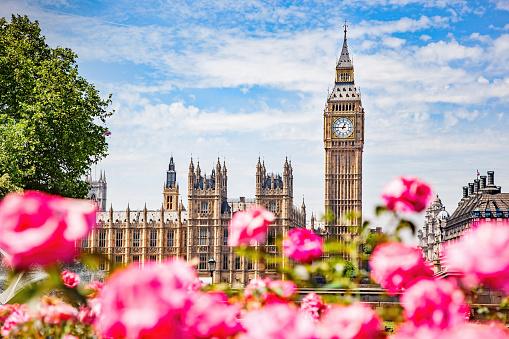 Big Ben, the Palace of Westminster in London, UK as seen from public garden with flowers