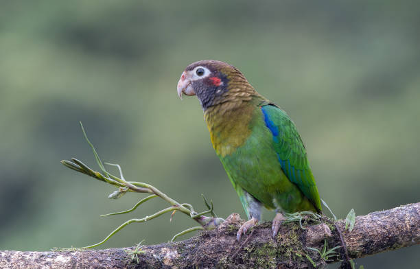 istock close view of a brown-hooded parrot perched on a branch 1491123751