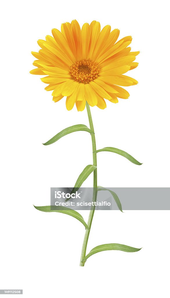 Calendula - Royalty-free Amarelo Foto de stock