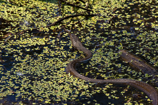 Little Creve Coeur Marsh - Water Snake