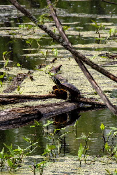 istock Little Creve Coeur Marsh - Turtle on Log 1491126245