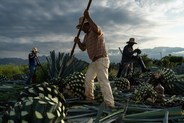 Cutting the agave plants at sunrise. Tequila, Jalisco, Mexico - August 15, 2020: Farmers are working on cutting the agave plant to make tequila. peyote cactus stock pictures, royalty-free photos & images