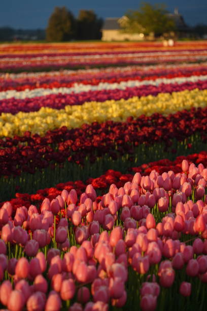 istock Tulip Festival 1491129699
