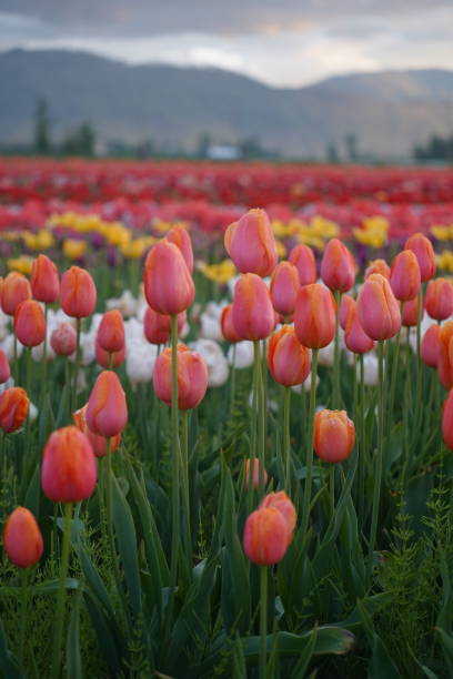 istock Tulip Festival 1491129706