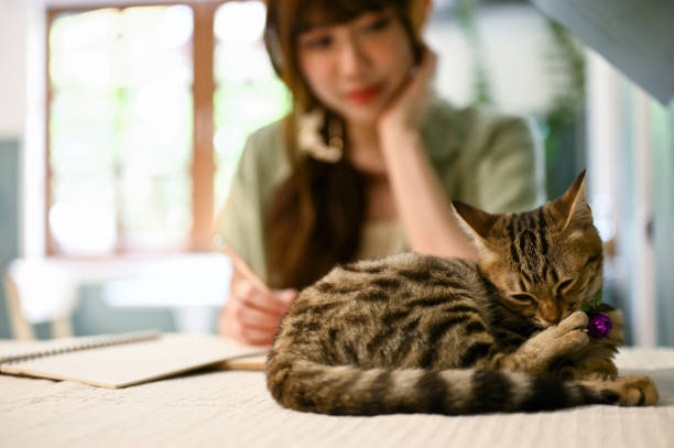 istock A little cute tabby cat is on a table while her owner is working in the back. 1491129806