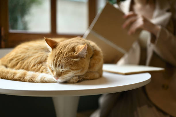 A chunky cute orange cat is sleeping on a table while his boss is reading a book in the back. Cute animals concept