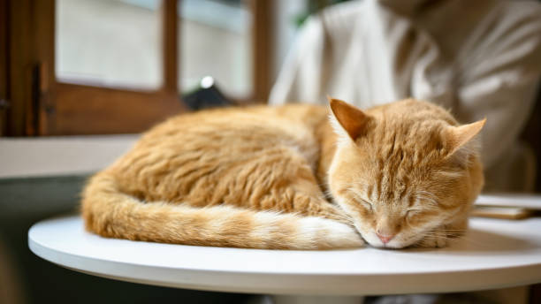 istock A chunky cute orange cat is sleeping on a table in the living room. 1491129837