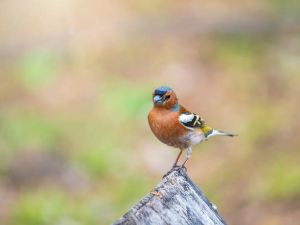 istock Common chaffinch, Fringilla coelebs, sits on a tree. Common chaffinch in wildlife. 1491132326