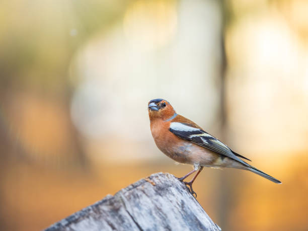 istock Common chaffinch, Fringilla coelebs, sits on a tree. Common chaffinch in wildlife. 1491132364