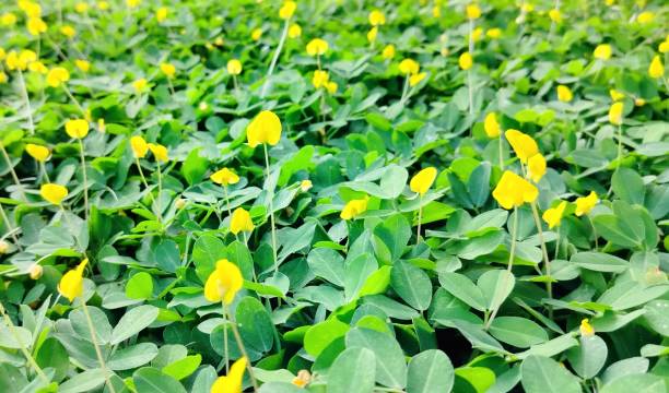 istock flowers of arachis pintol 1491132448