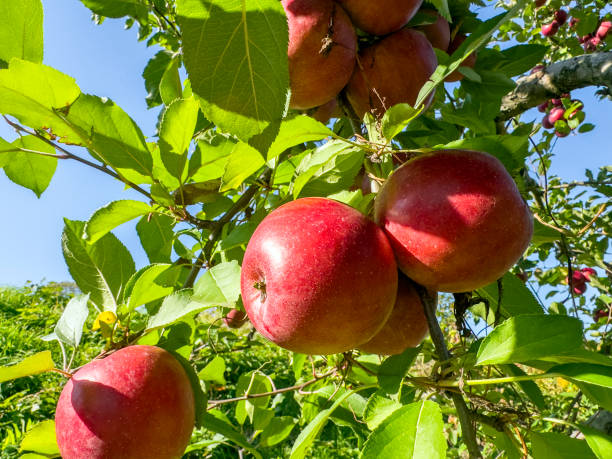 りんごの果樹園 - apple gala apple fuji apple fruit ストックフォトと画像