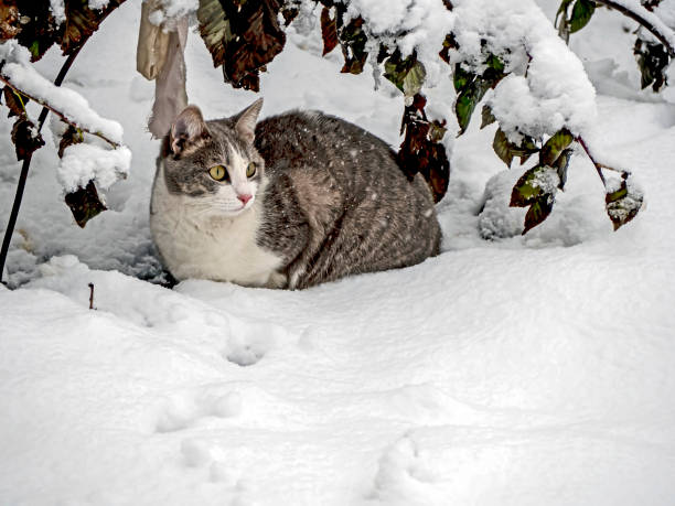 istock cat is sitting in the snow under the branches covered with snow 1491136422