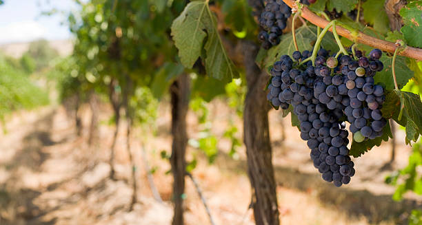 Fine Row of Luscoius Grapes in Wine Vintner's Vineyard stock photo