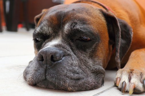 sleepy boxer breed lolled on the floor