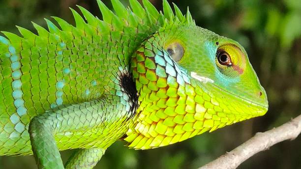 istock The Green Garden Lizard
- Agamas 1491138560