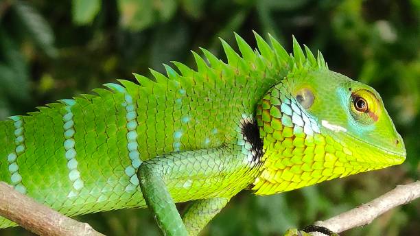 istock The Green Garden Lizard
- Agamas 1491138567